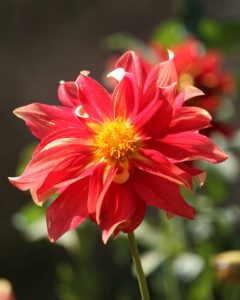 Red Flower