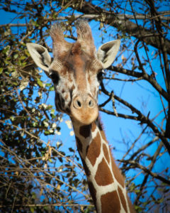 Giraffe