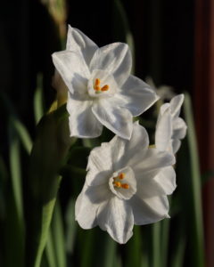 White Flower