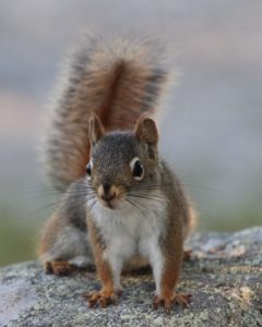 Squirrel